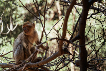 Wild barbary macaques in the forest