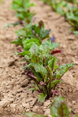 Garden bed with fresh leaves of beetroot. Close up