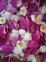 colorful background of rose petals and also white jasmine and chamomile flowers