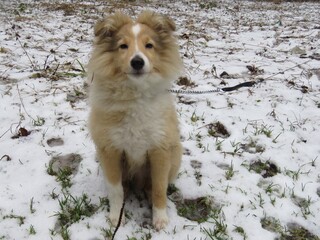 Щенок шелти