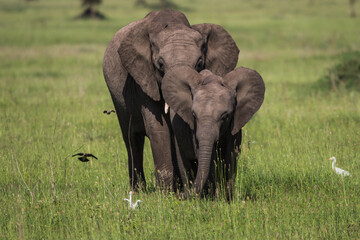 Naklejka na ściany i meble Mother and baby lion walking through the Serengeti grassland