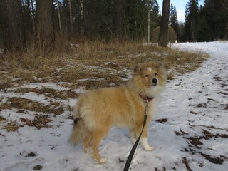 щенок шелти