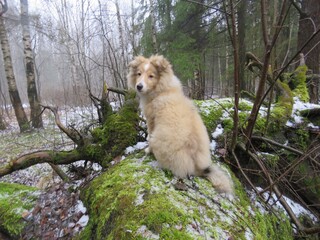 щенок шелти