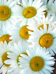 background of white daisies texture. greeting card or healthcare concept.