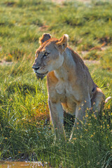 Solitary lion resting at the Serengeti watering hole