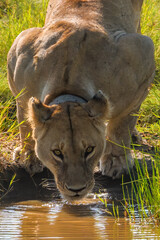 Close up of lion drinking from the Serengeti watering hole