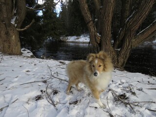 Щенок шелти