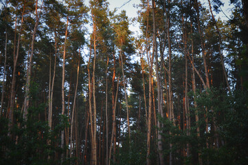 trees in the forest