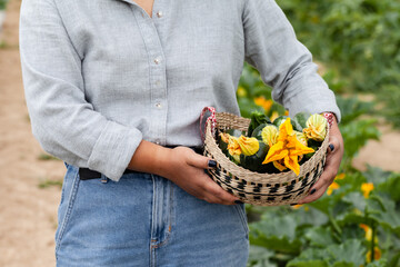 Young farmer girl in linen shirt and old jeans is holding a basket with fresh zuccini with yellow flowers just picked from garden. Concept of agriculture, organic products, farming in the countryside