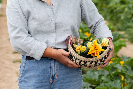 Young farmer girl in linen shirt and old jeans is holding a basket with fresh zuccini with yellow flowers just picked from garden. Concept of agriculture, organic products, farming in the countryside