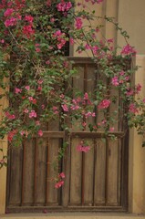 Fototapeta na wymiar flowers, flower, house, window, wall, door, garden, red, architecture, home, building, plant, old, pink, green, summer, white, stone, travel, europe, pot, fence, france, town, rose, Dubai