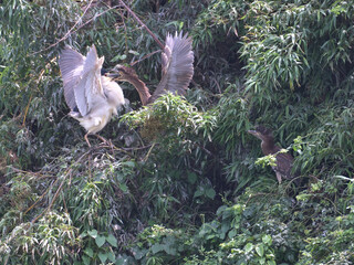 Parent and child of night heron