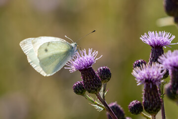 Large White (Pieris brassicae) Butterfly feeding on a thistle flower