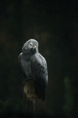 Shot of a  Grey African Parrot in a zoo. © Ajinkya