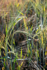 Barley ripening in the summer sunshine near East Grinstead