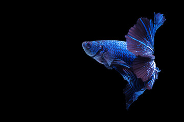 Betta splendens fighting fish in Thailand on isolated black background. The moving moment beautiful...