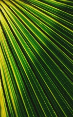 texture on a palm tree leaf , green leaf veins , shadow , wallpaper .