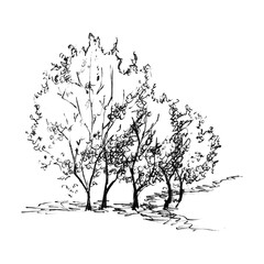 Monochrome black and white tree bush silhouette sketched line art isolated