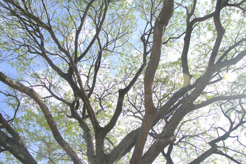 Tree, sky, detail,  Ibirapuera Park, Sao Paulo, Brazil