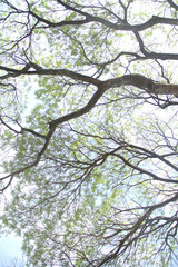 Tree, sky, detail,  Ibirapuera Park, Sao Paulo, Brazil