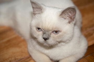 British white cat