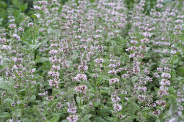 Mint flowers field. growing mint or Catmint. Catnip, Nepeta racemosa flowers. alternative medicine concept. healing herbs for health. relaxing tea ingredient. herbal tea. growing organic herbs.