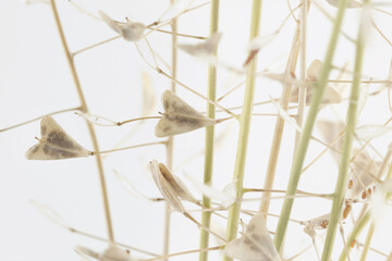 Beige color little heart shape delicate flowers isolated on white background macro romantic nature wallpaper
