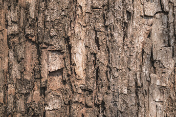 Tree bark surface