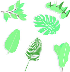 Vector of green tropical leaves with Adam's rib, camelia leaves, palm leaf, strelitzia and heliconia leaves