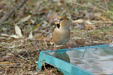 sparrow on the grass