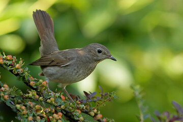 robin on a branch