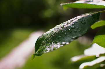A beautiful, tranquil rain drops on a leaf in Akademgorodok. Fresh, natural look.