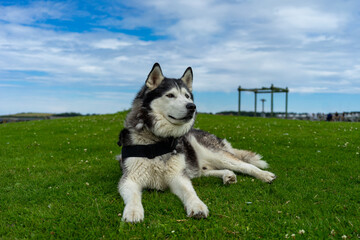 Siberian Husky dog laying on grass with bright blue sky with light cloud coverage 