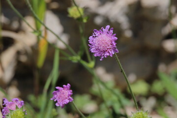 blühende acker witwenblume isoliert
