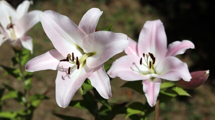 light pink lily at growing in garden