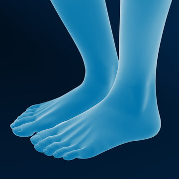 3D rendering of a foot