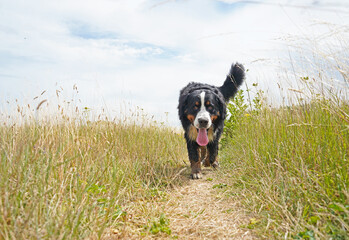 Walking with the dog in the meadow, the dog is panting, coming towards the camera 