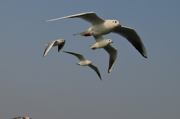 seagull in flight