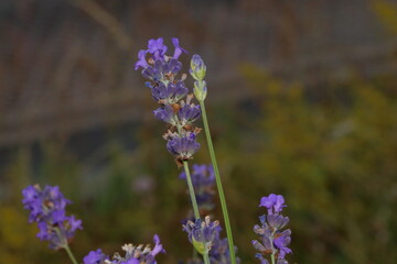 blühender lavendel
