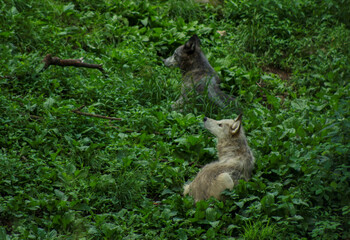 Black Wolves Listening to Distant Sounds