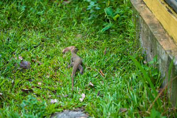 Komodo lizard walks on the lawn in the park