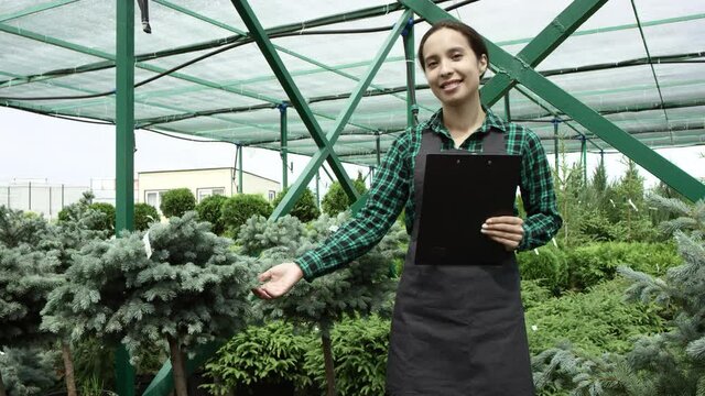 girl in a work costume and grey apron represent green coniferous bushes with tablet