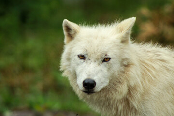 Obraz na płótnie Canvas Artic Wolf Looking into the Lense, Close-Up Shot
