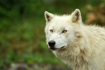 Obraz na płótnie Canvas Young Artic Wolf with Gorgeous Yellow Eyes