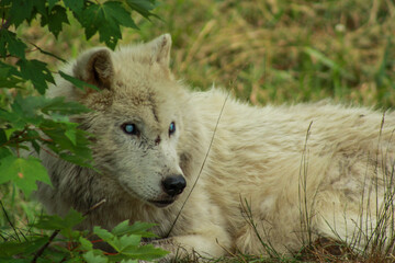 Piercing Blue Cataracs of Artic Old Artic Wolf