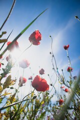 Obraz premium Nature.