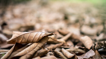 autumn leaves on the ground