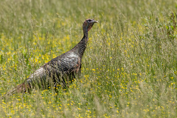 A Tom turkey strutting  through the grasses in a field in the Great Smokey Mountains.