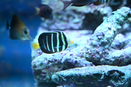 「ヒレナガハギ」の写真素材 44件の無料イラスト画像 Adobe Stock