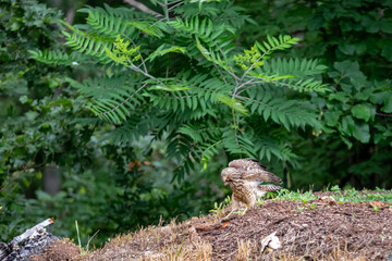 Wild Hawk in the woods.